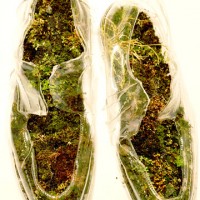 moss insoles