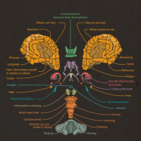 The Human Mind - diagram